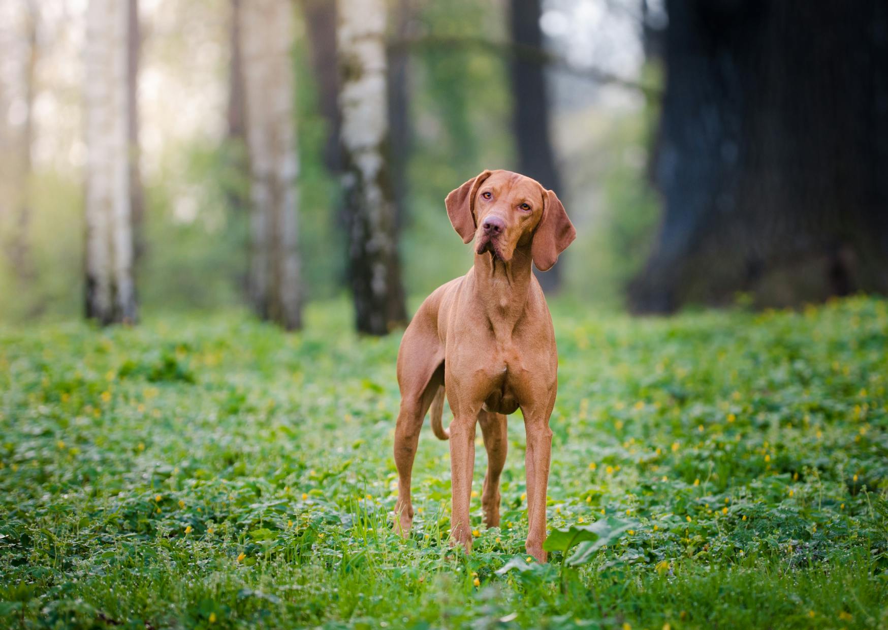 Braque hongrois debout dans une forêt, il tourne légèrement la tête