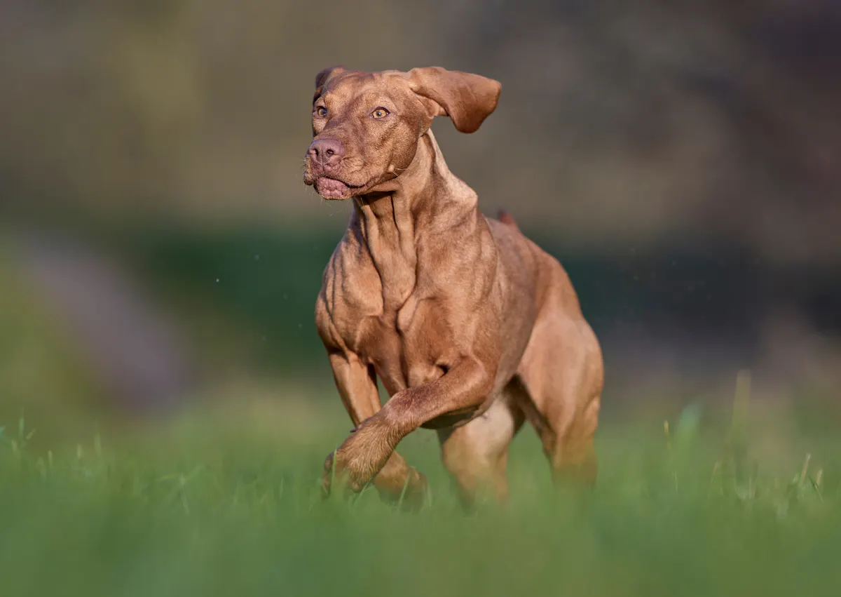Braque hongrois qui saute dans des herbes hautes 