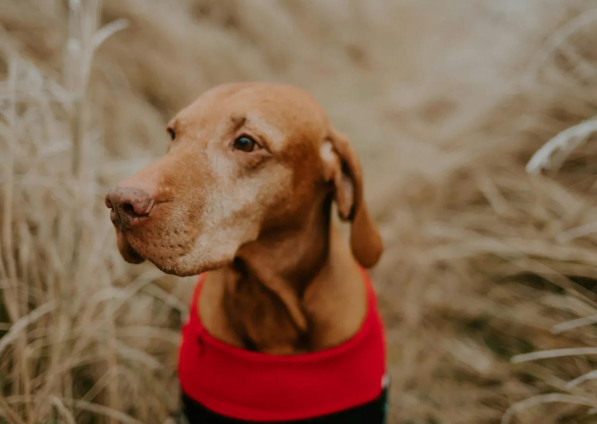 Braque hongrois au milieu d'un champs de blé, il regarde sur le côté 