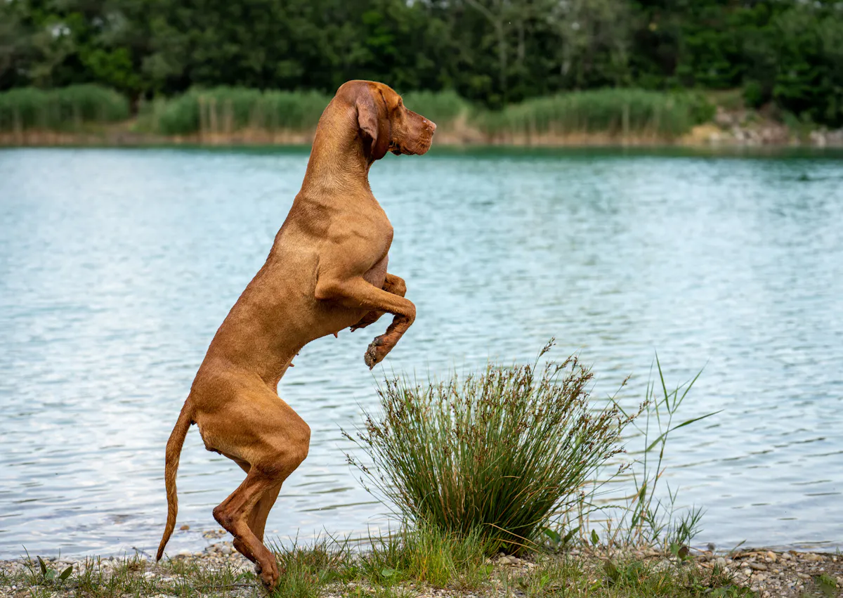 Braque hongrois qui se met debout et regarde au loin, il est au bord d'un lac 