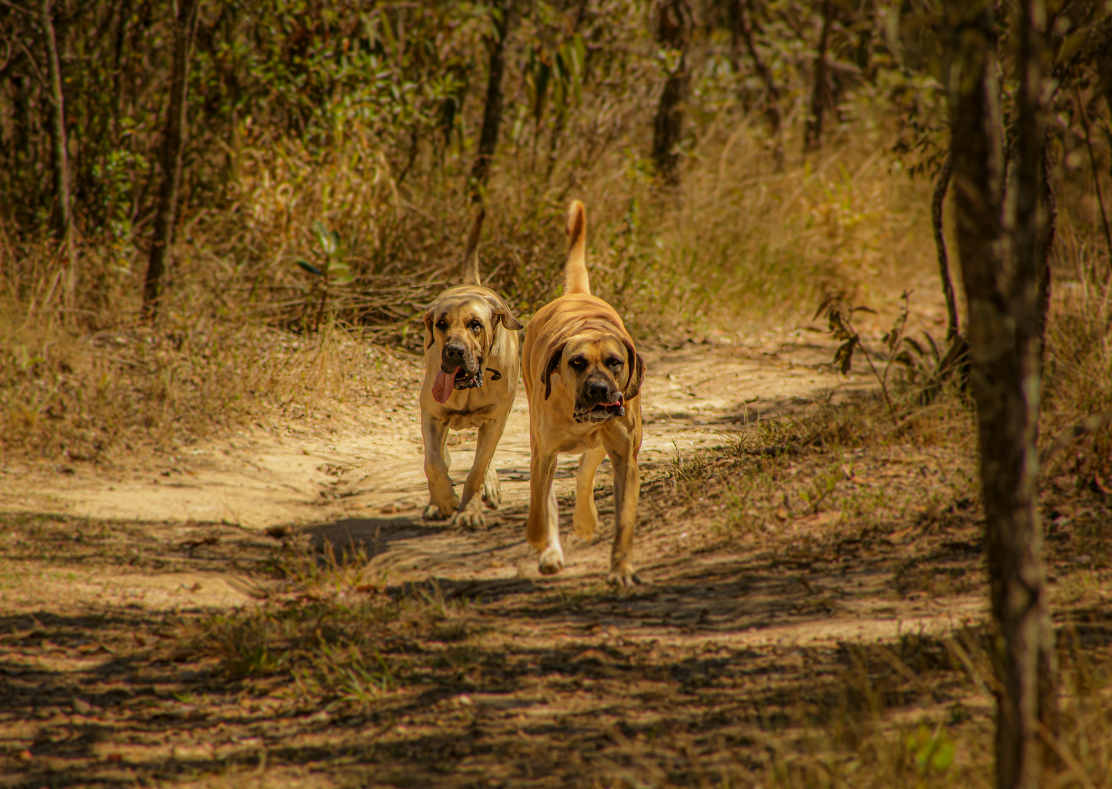 2 Boerboel sur un chemin qui courent 