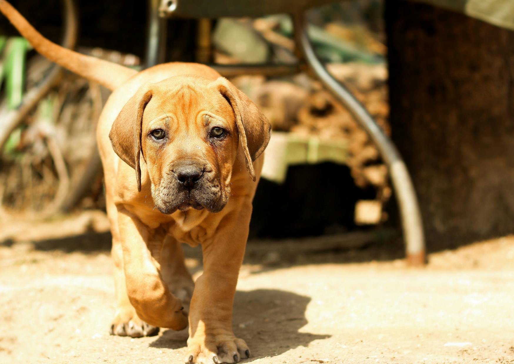 Chiot Boerboel qui marche dans le sable en plein soleil