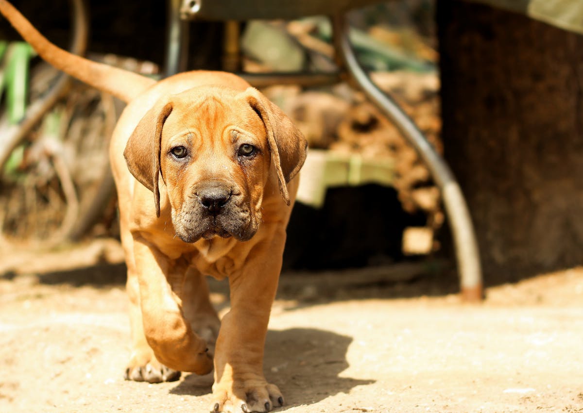 Chiot Boerboel qui marche dans le sable en plein soleil 