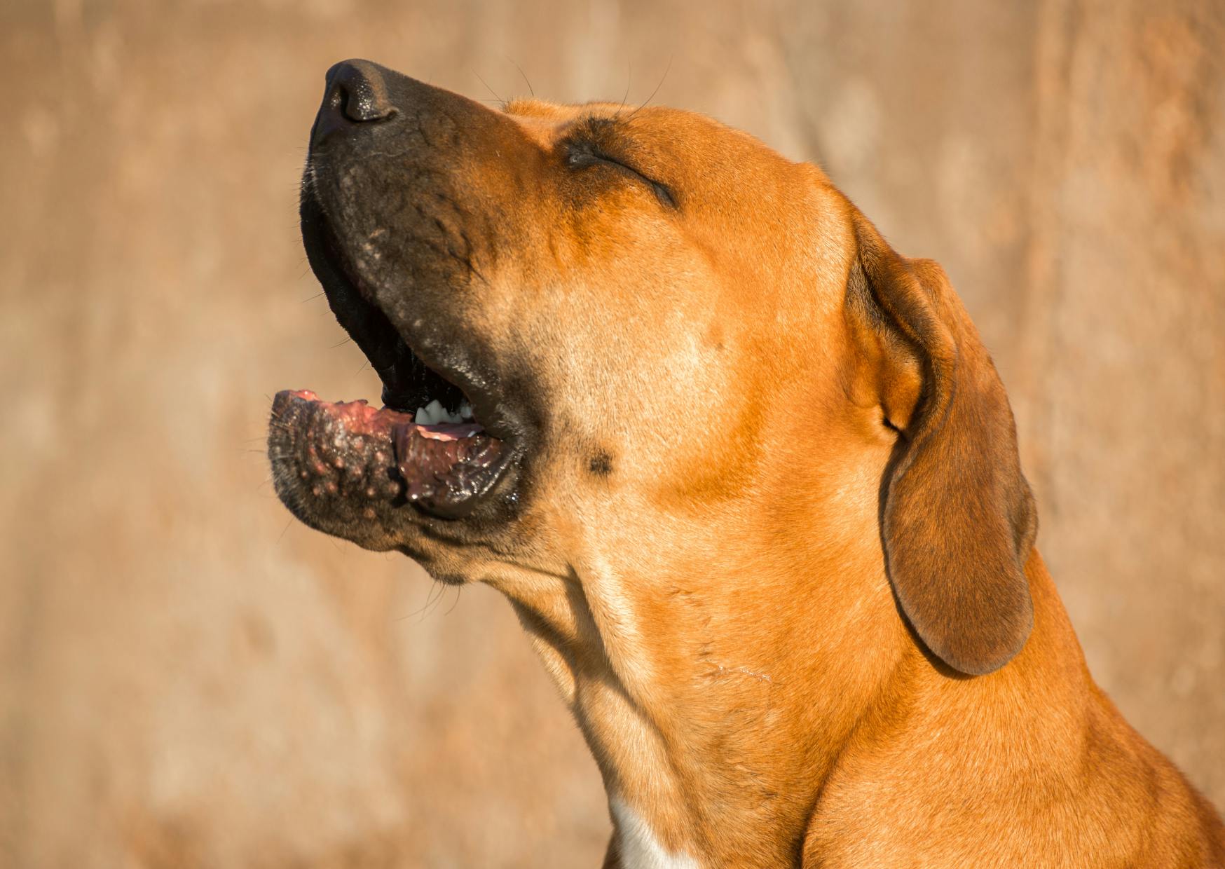 Boerboel qui ouvre la gueule dehors