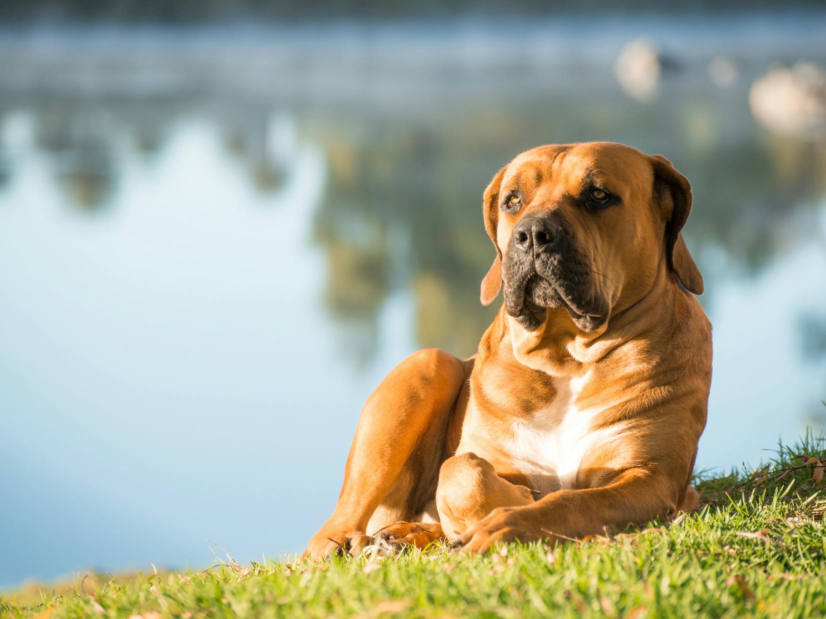 Boerboel couché dans l'herbe au bord d'un lac