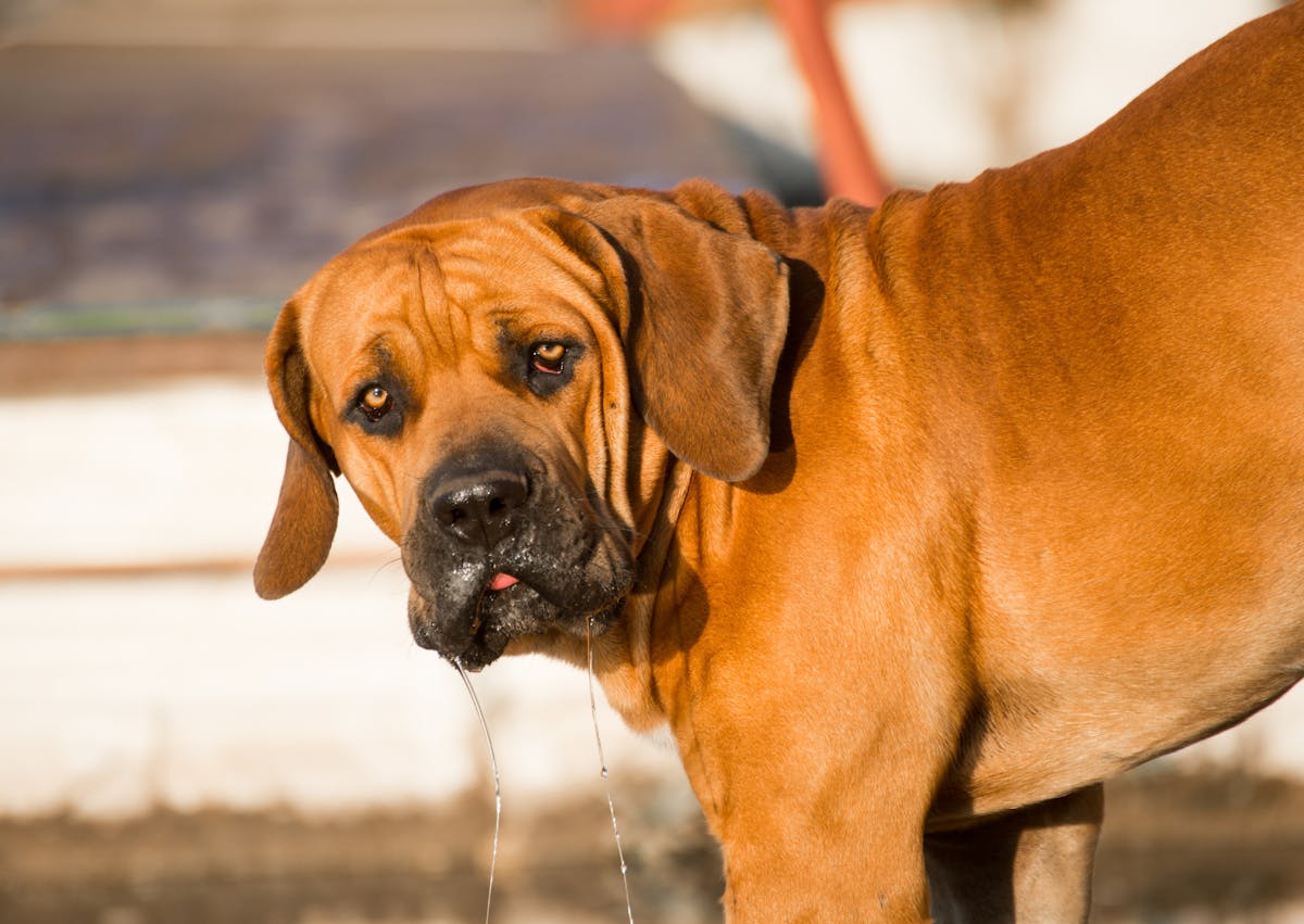 Boerboel qui regarde sur le côté 