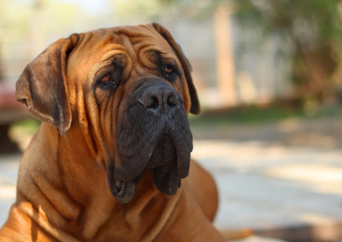 Boerboel curieux, il regarde vers le haut 