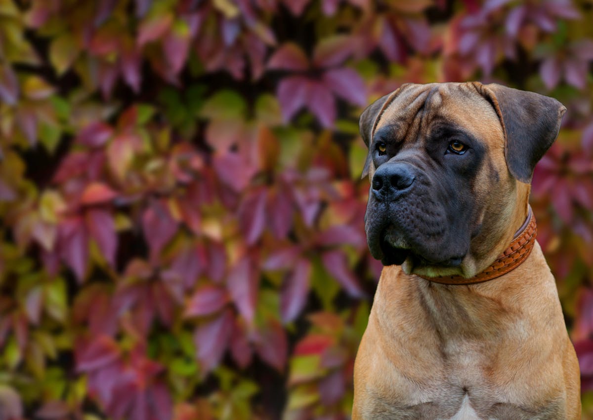 Boerboel qui regarde sur le côté avec un mur de feuille juste derrière