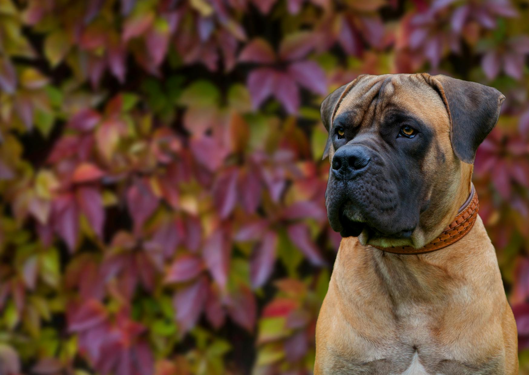 Boerboel qui regarde sur le côté avec un mur de feuille juste derrière