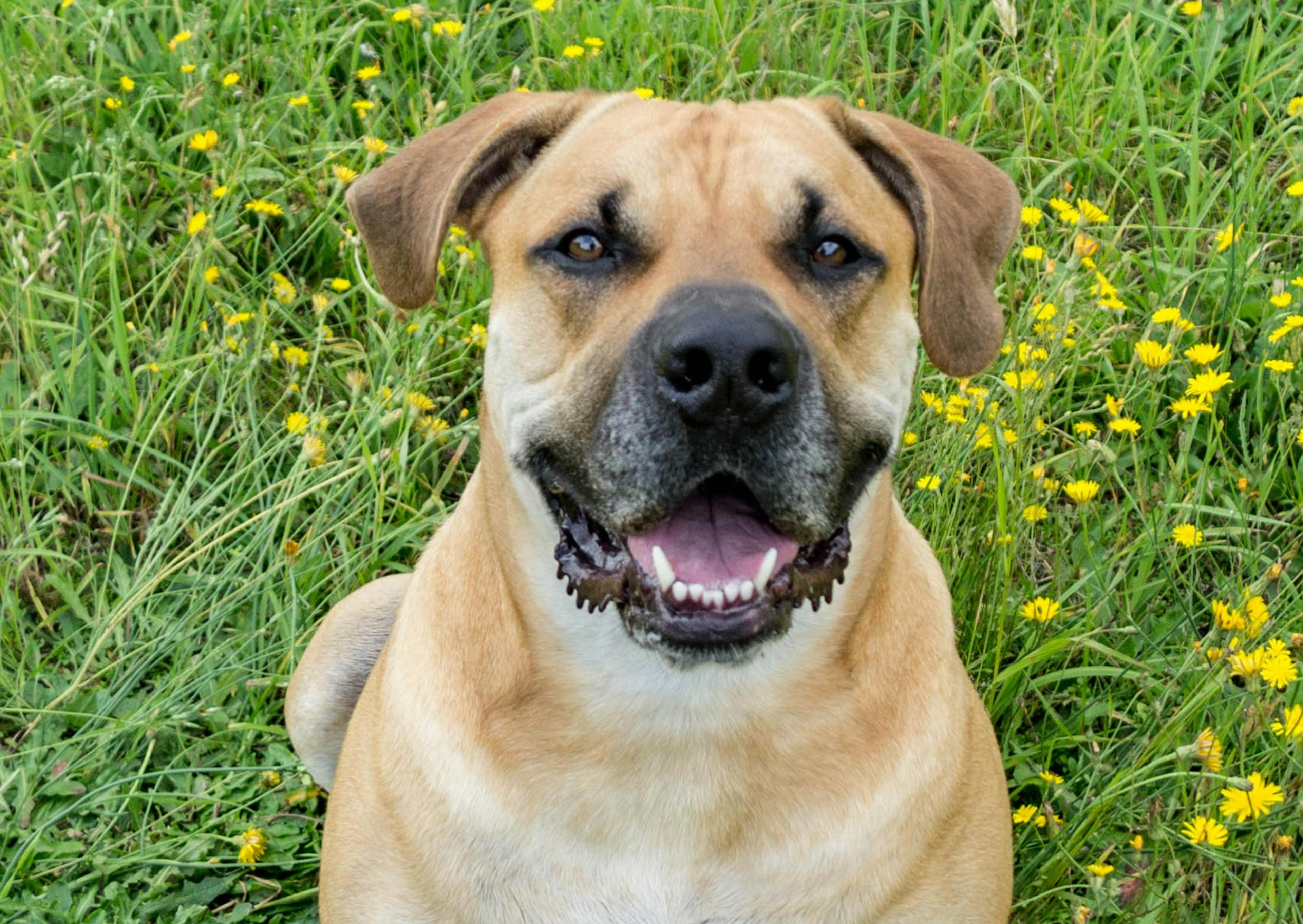 Boerboel qui regarde l'objectif et qui est assis dans l'herbe 