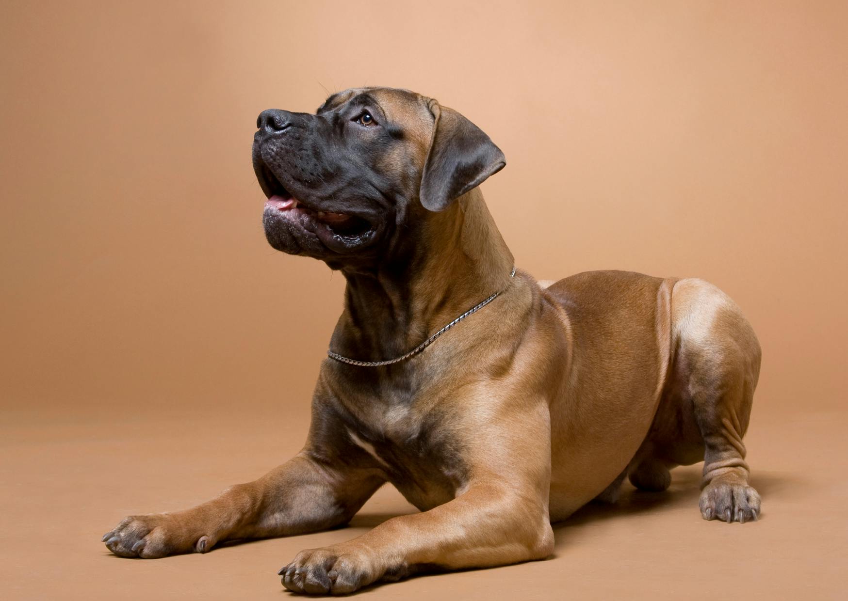 Boerboel couché sur un fond camel