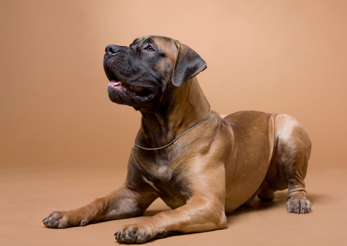 Boerboel couché sur un fond camel 