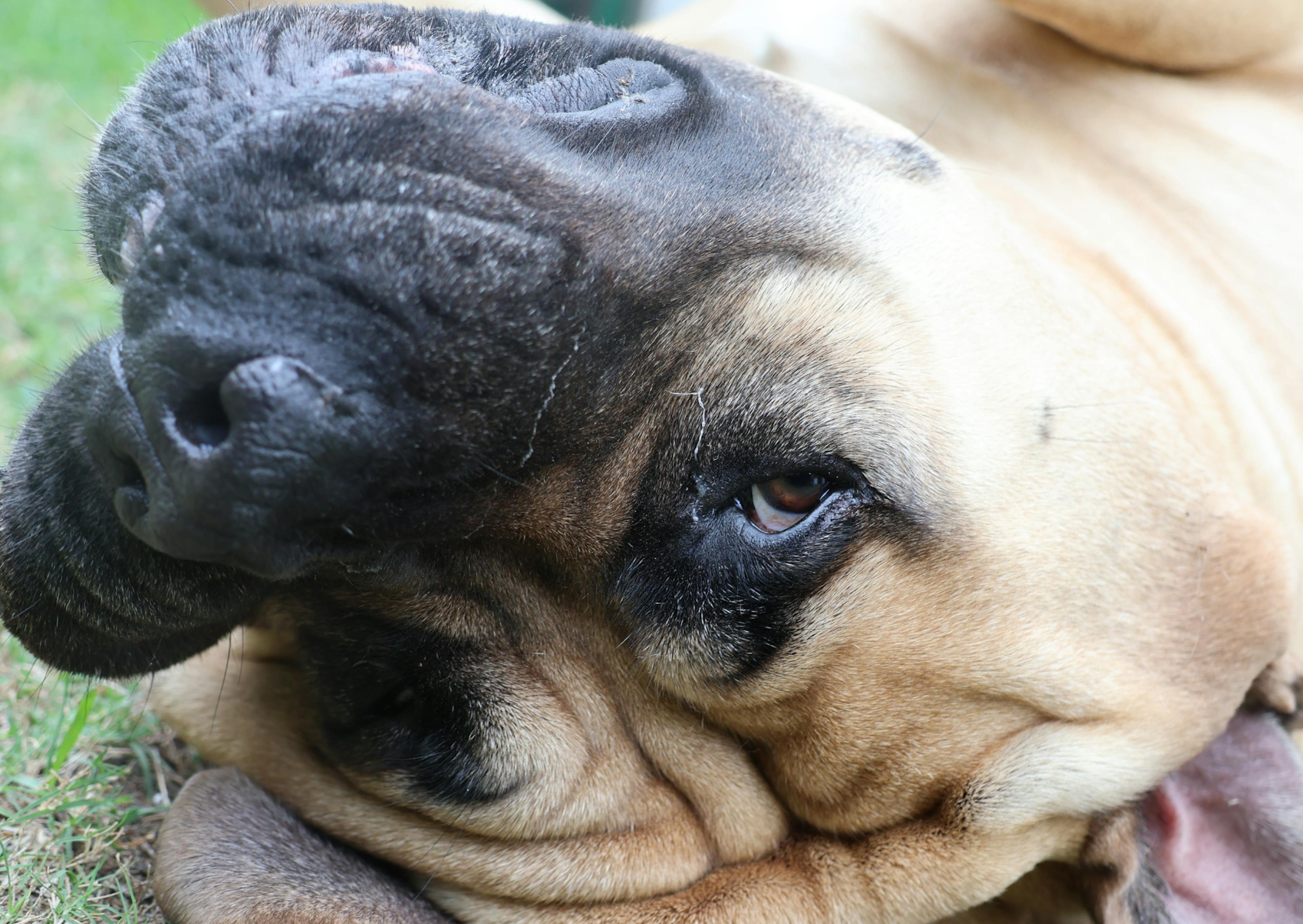 Boerboel couché sur le dos