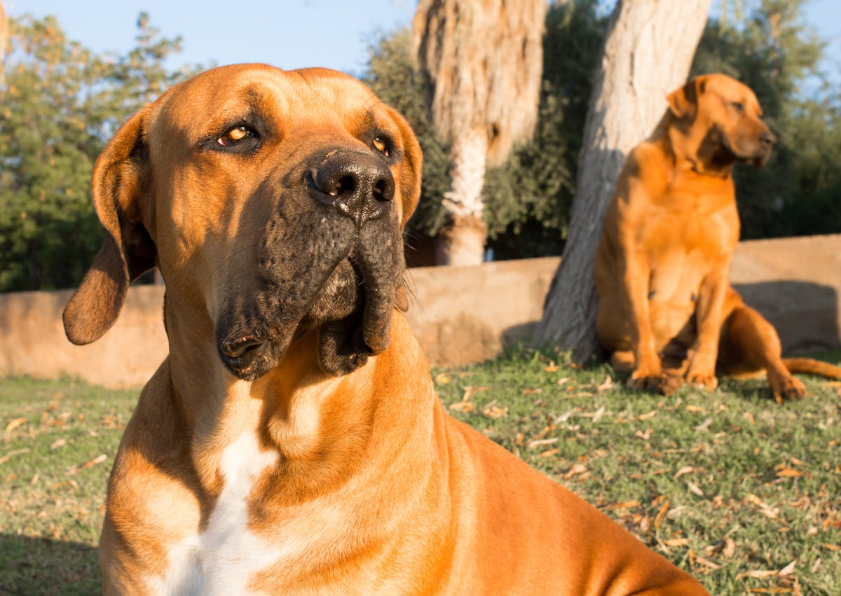 2 Boerboel au soleil, ils regardent au loin