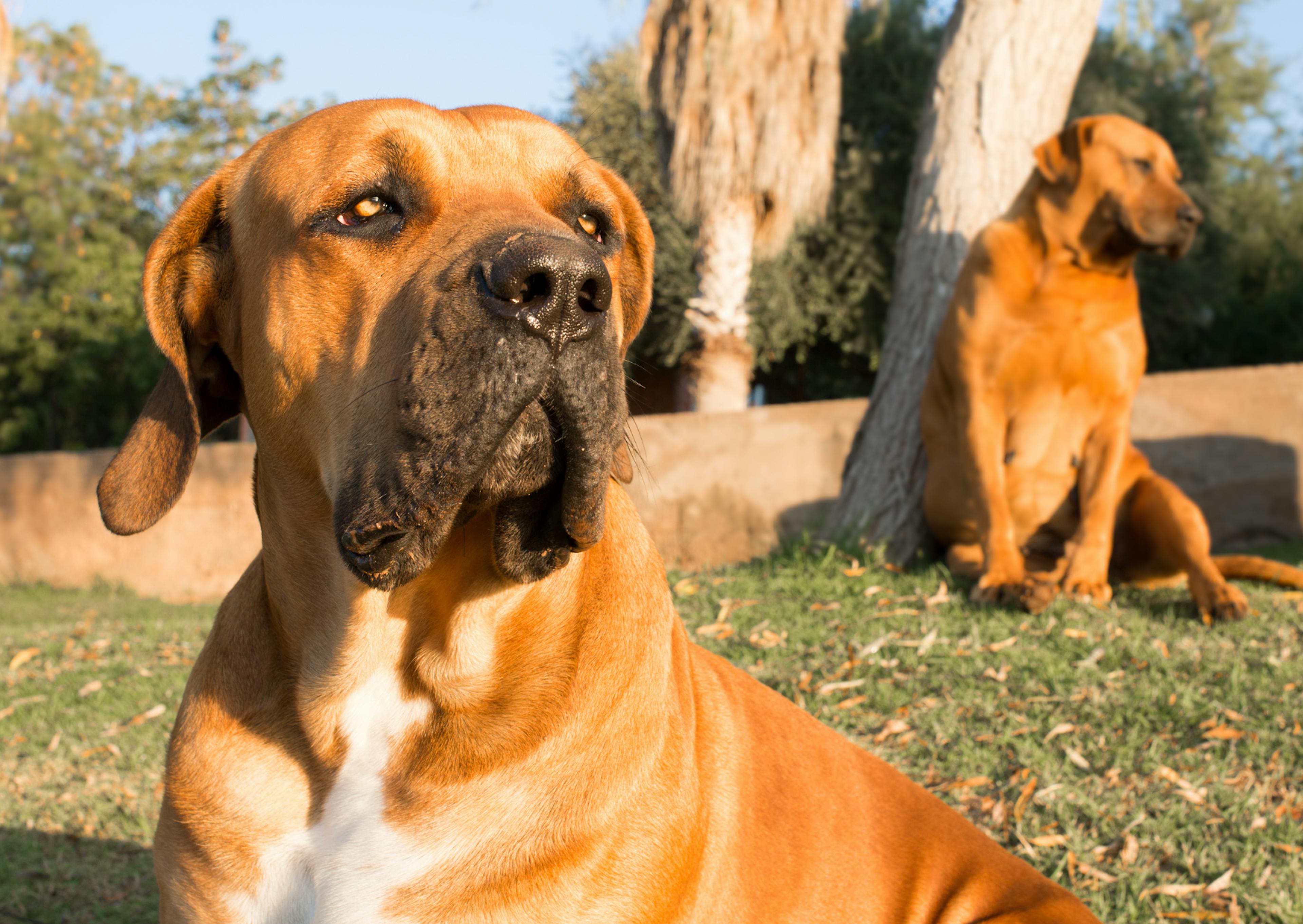 2 Boerboel au soleil, ils regardent au loin