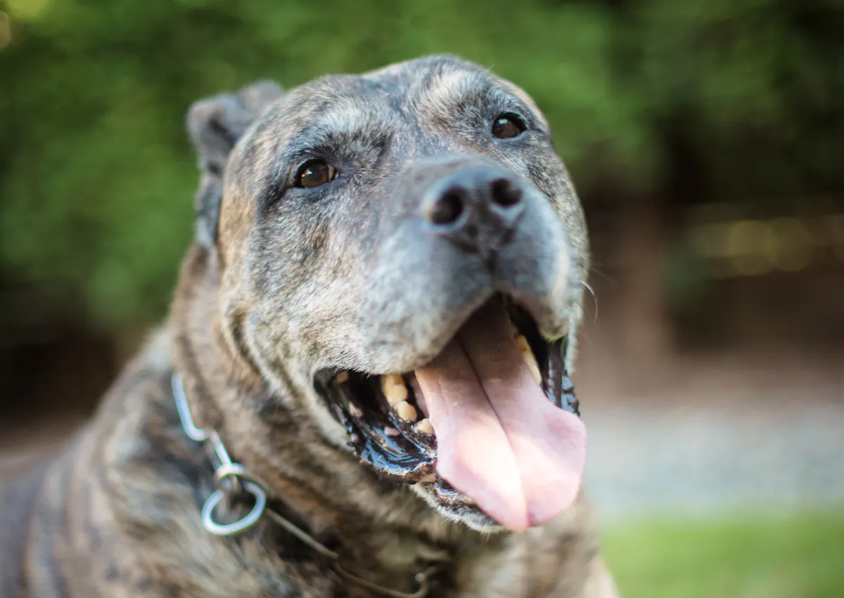 Dogue des Canaries qui ouvre la gueule et regarde l'objectif