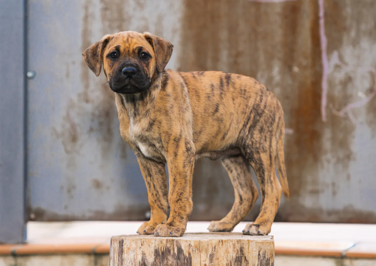 Chiot Dogue des Canaries debout sur un tronc d'arbre, il regarde l'objectif