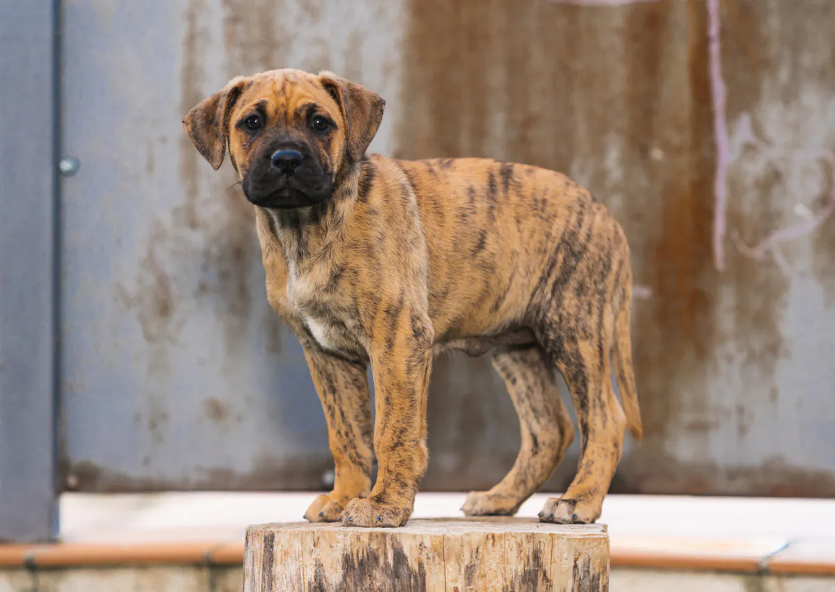 Chiot Dogue des Canaries debout sur un tronc d'arbre, il regarde l'objectif 