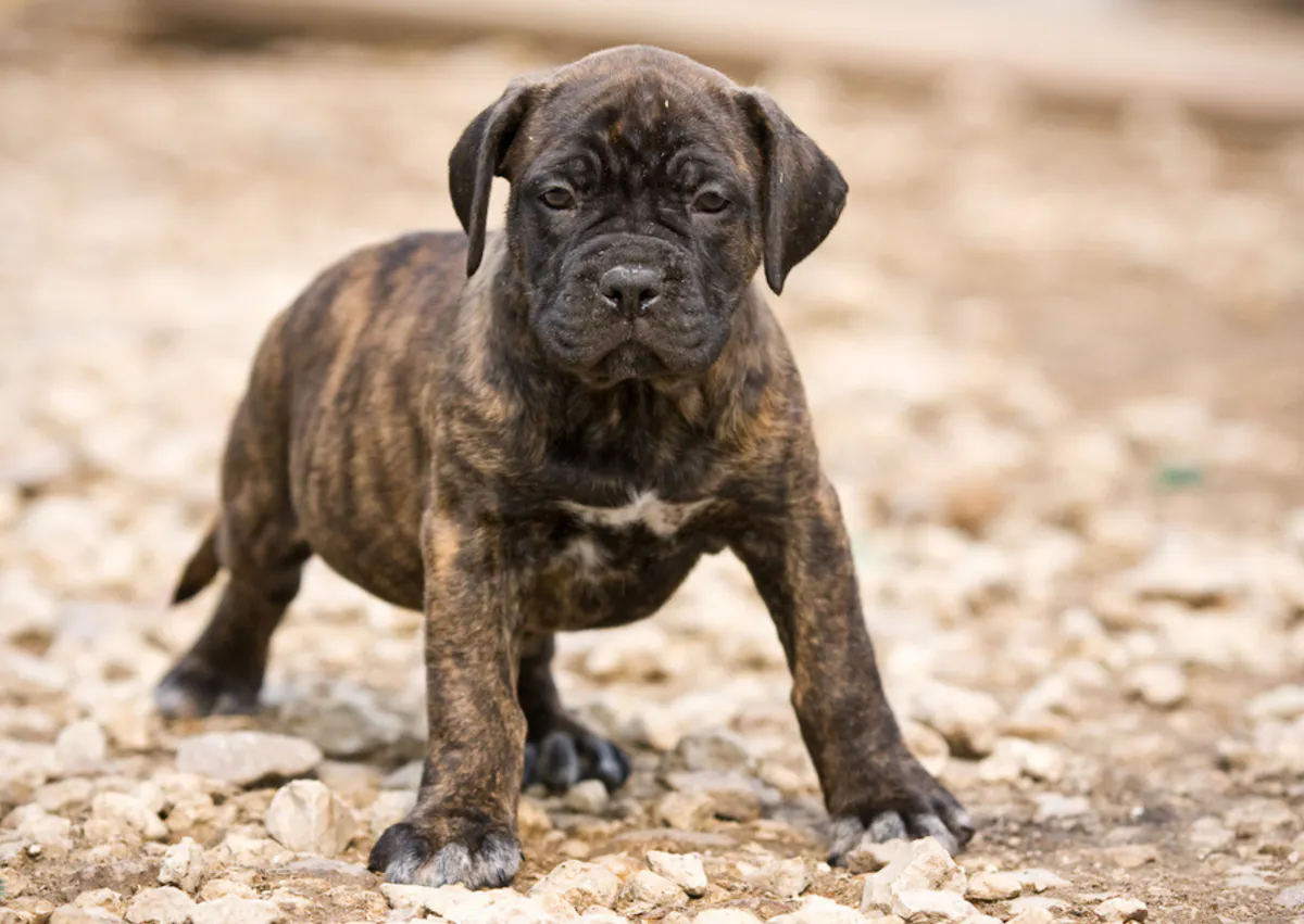 Chiot Dogue des Canariesqui marche dehors
