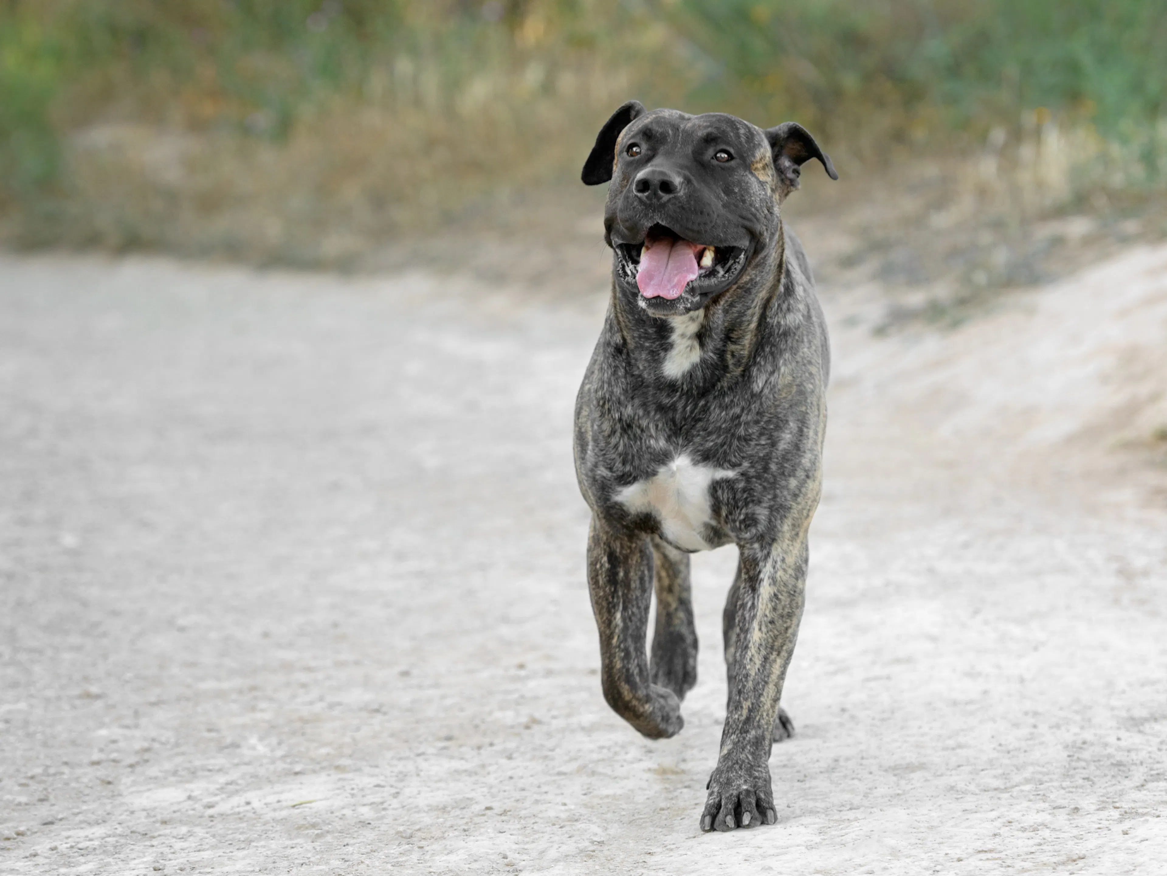 Dogue des Canaries qui court et ouvre la gueule