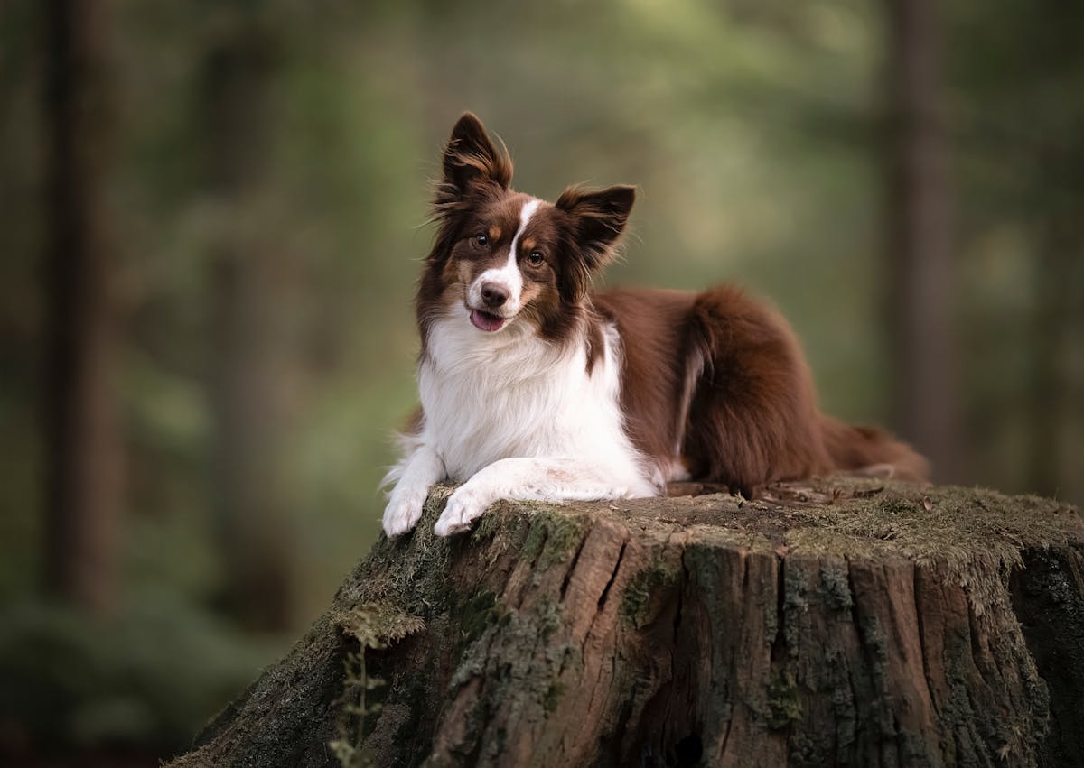 Berger Américain Miniature sur un tronc d'arbre couché