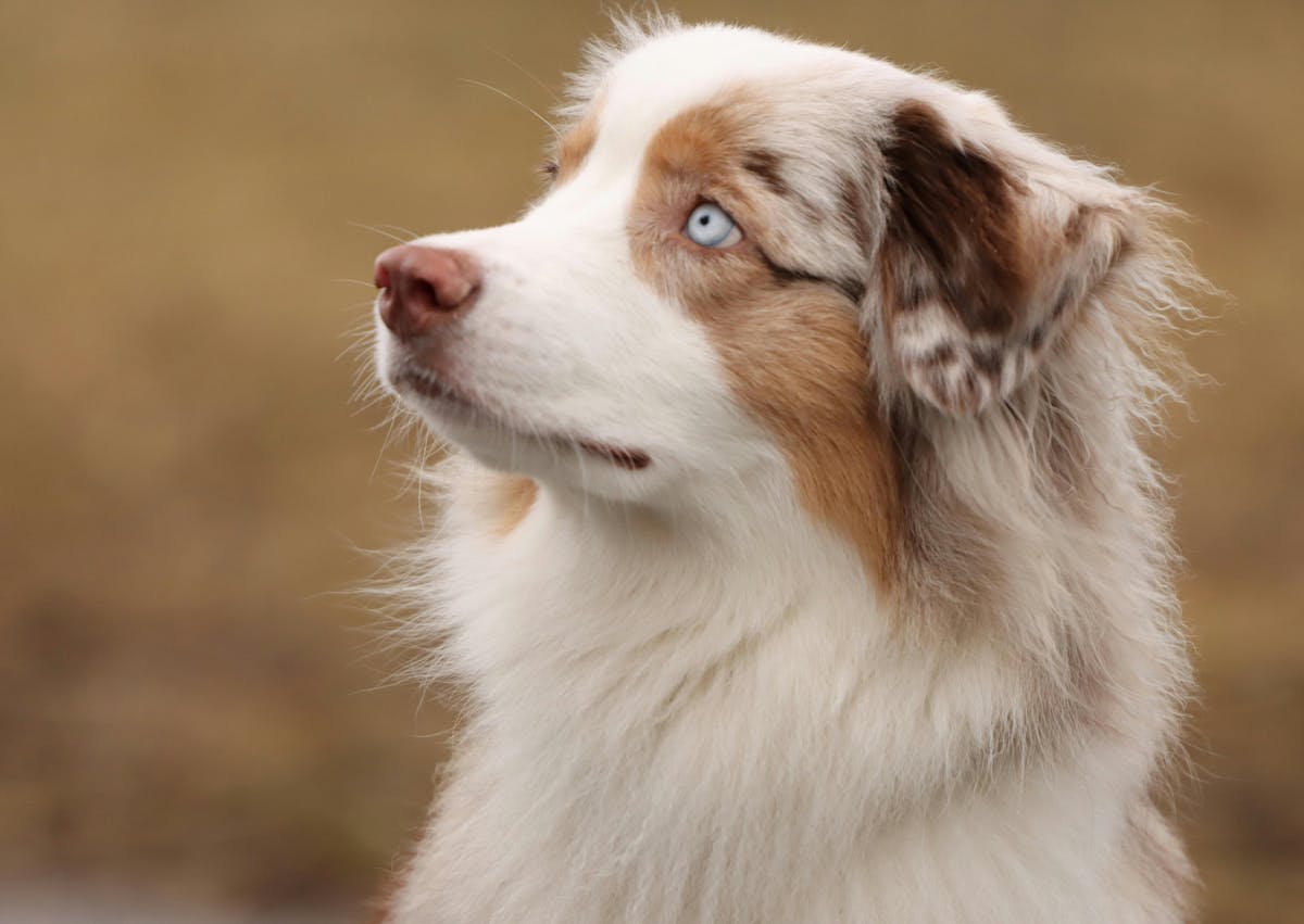 Berger Américain Miniature qui regarde vers le haut au loin