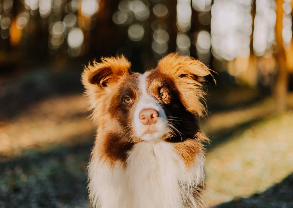 Berger Américain Miniature au soleil, il hausse les oreilles et regarde vers le haut 