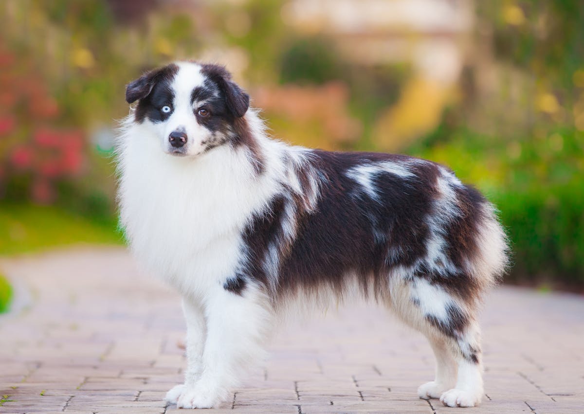 Berger Américain Miniature sur le côté, il est nori et blanc, il regarde au loin