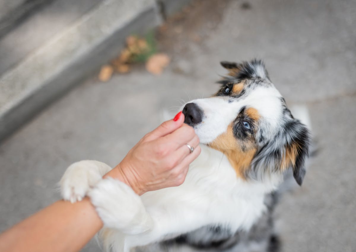Berger Américain Miniature qui met ses deux pattes sur le bras de quelqu'un pour attraper des friandises