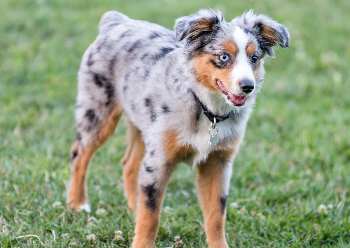 Berger Américain Miniature qui court dans l'herbe 