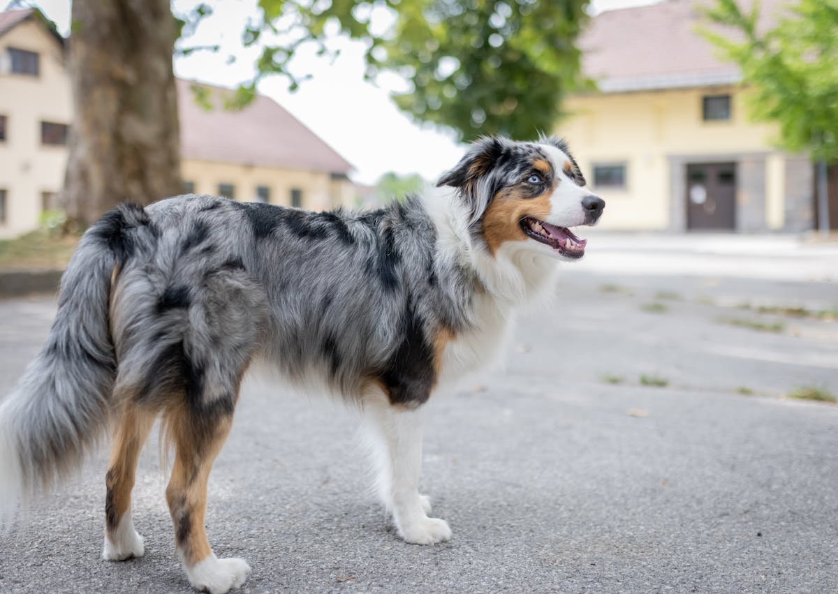 Berger Américain Miniature curieux qui regarde vers le haut 