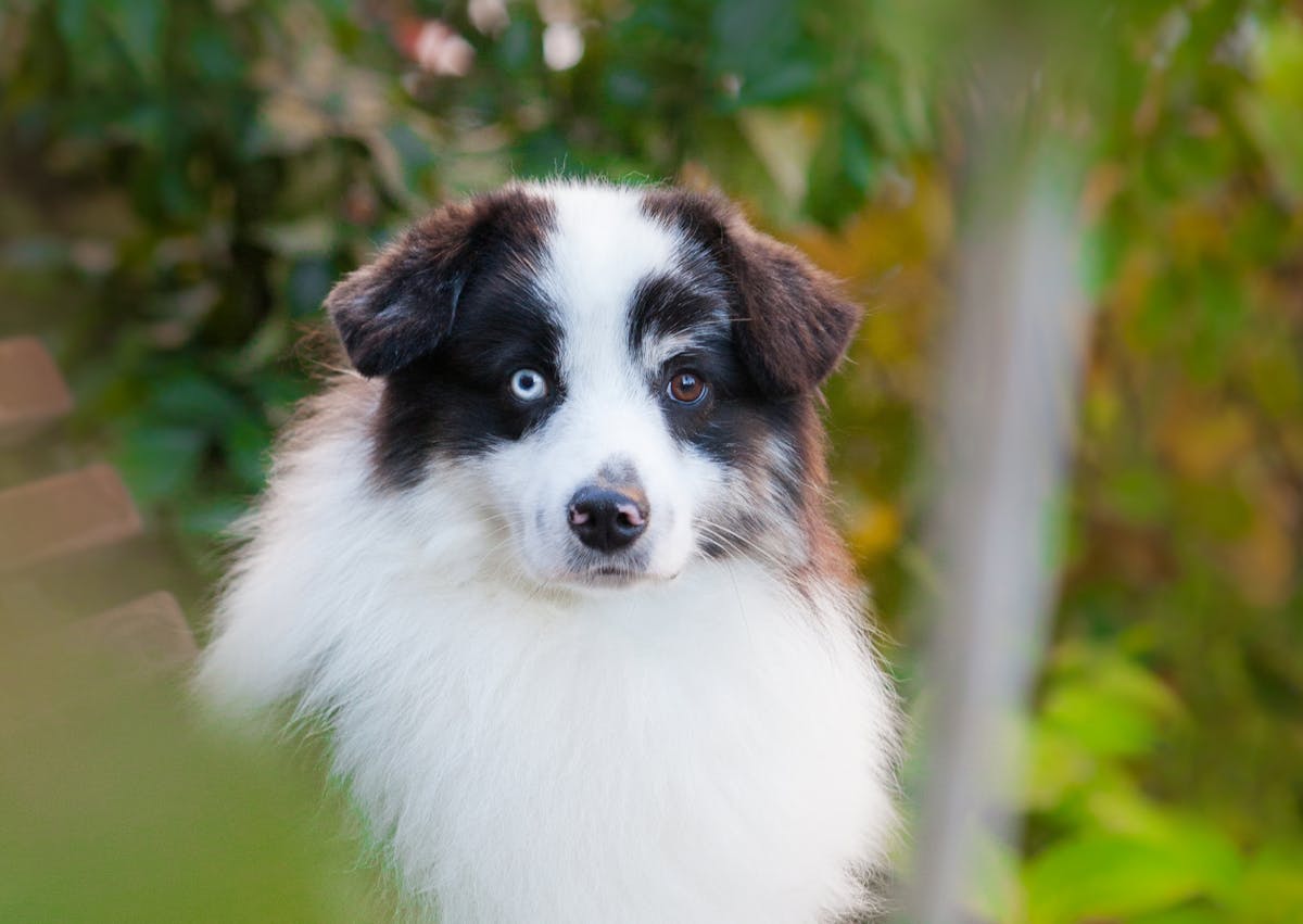 Berger Américain Miniature qui regarde droit devant lui parmis des feuillages