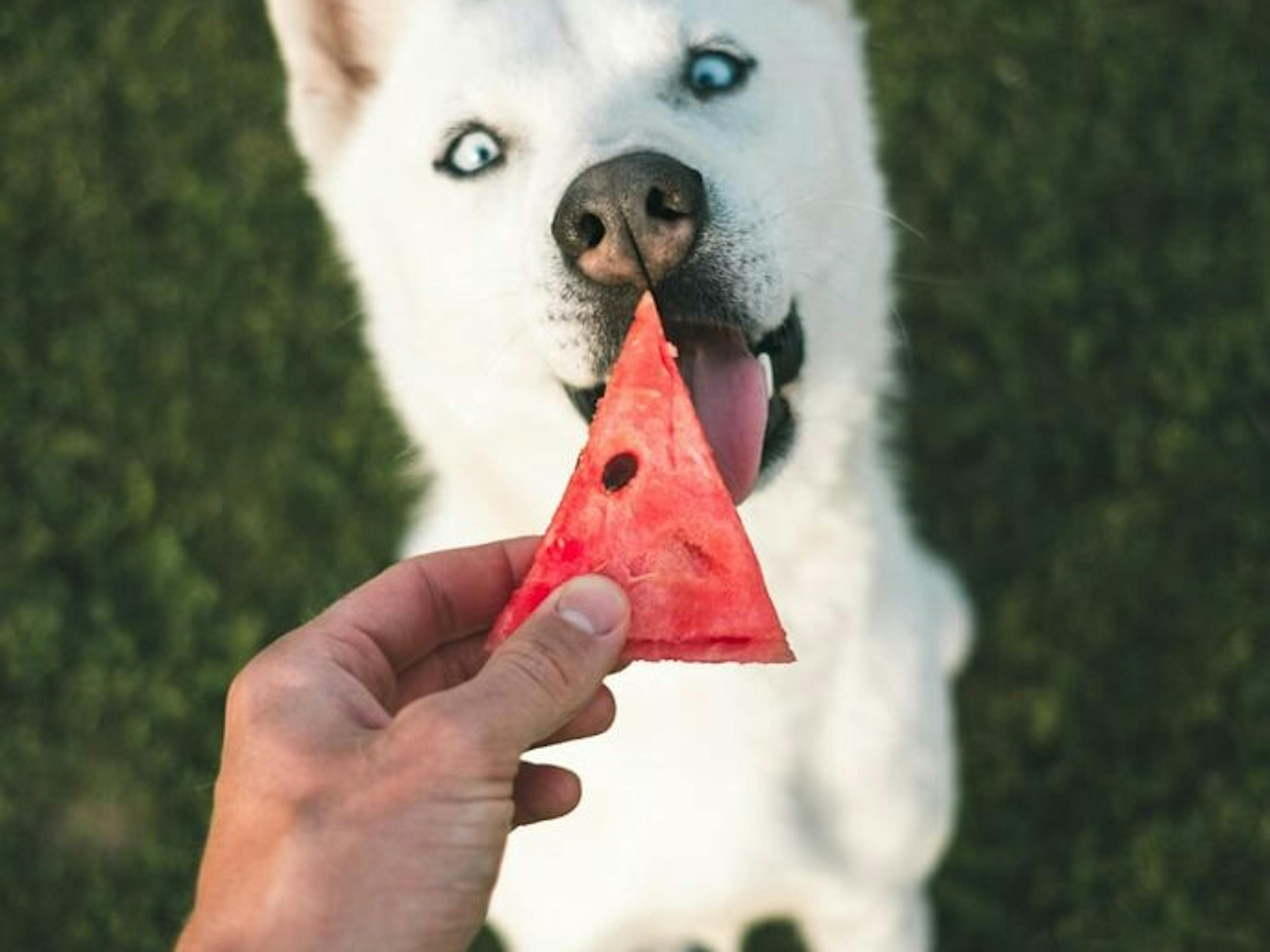 Chien avec un fruit pastèque