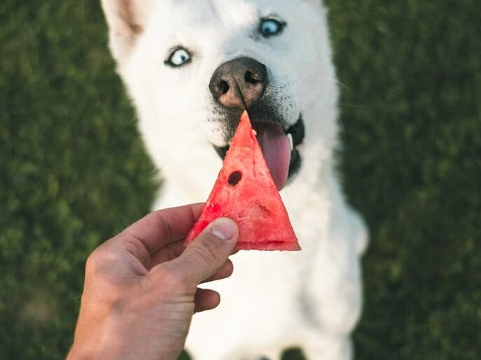 Chien avec un fruit