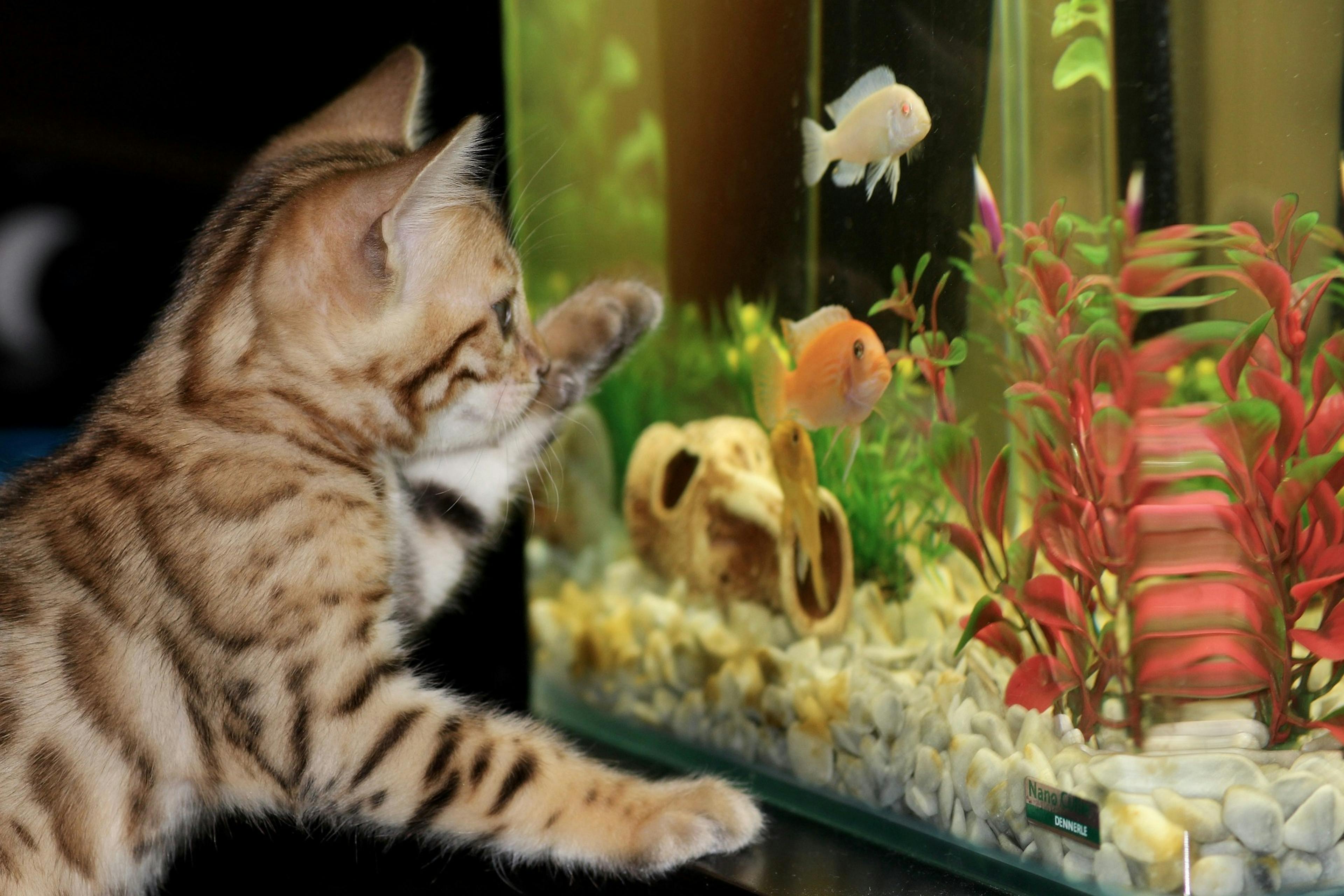 un chat qui joue avec un aquarium