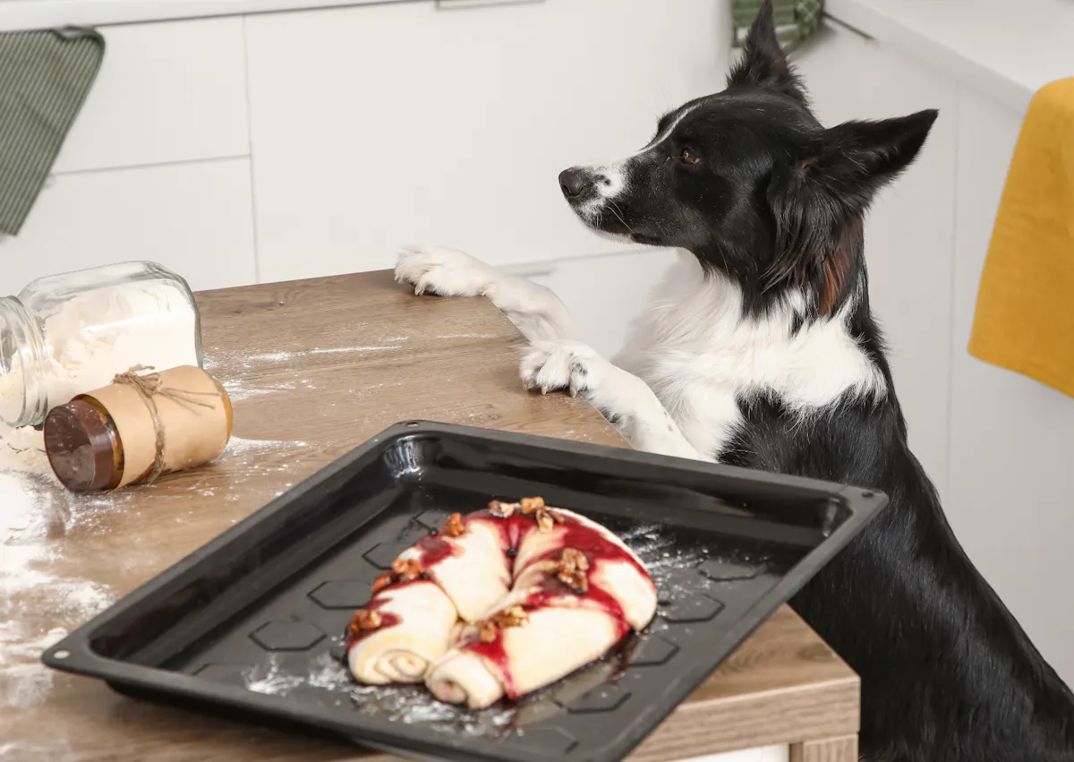 un chien monte sur une table pour regarder ce qu'il y a dessus