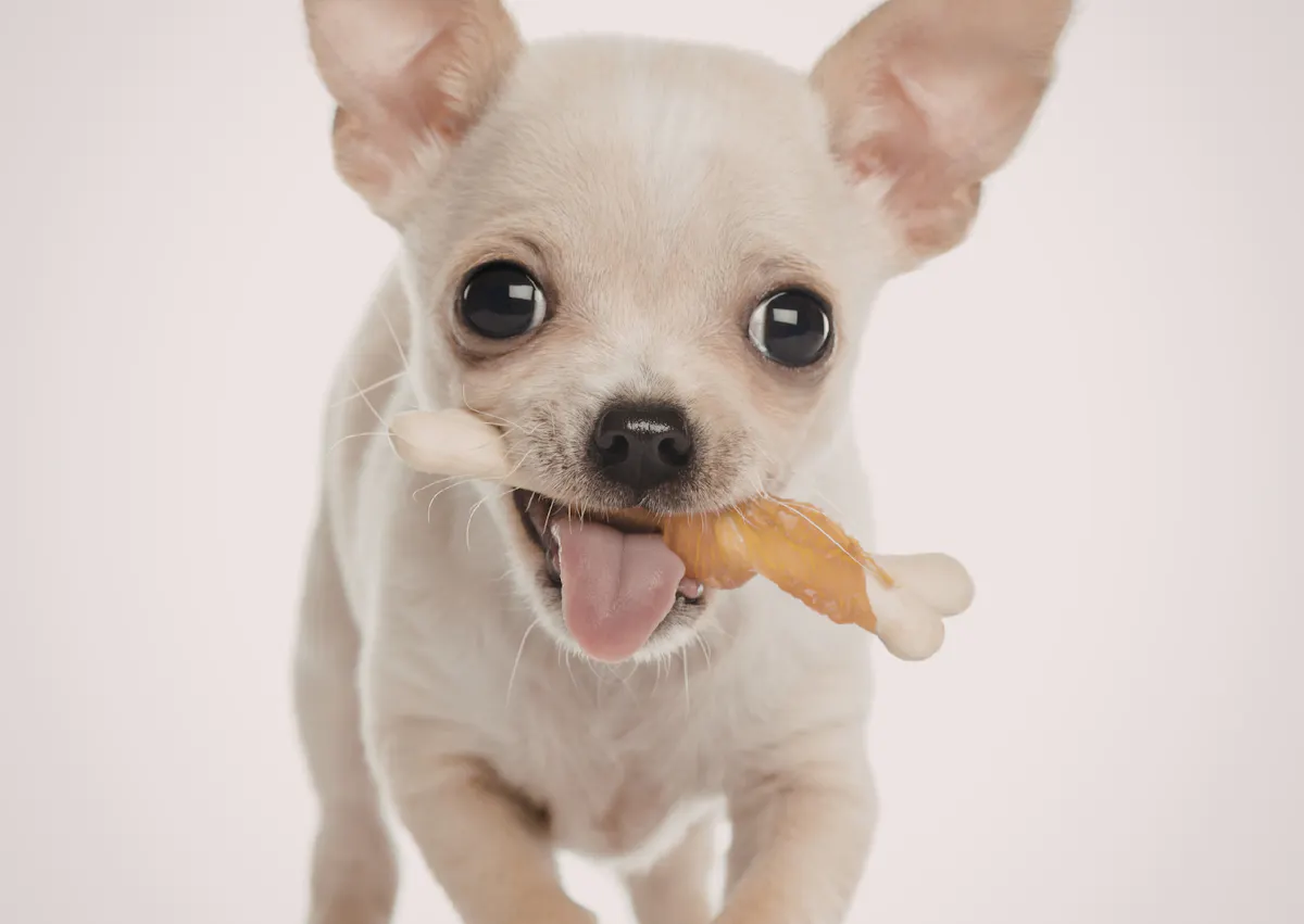 un chihuahua regarde la camera en mangeant une friandise