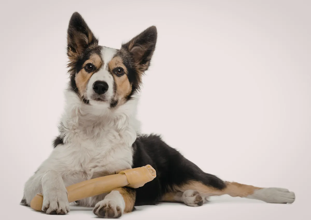 un chien est couché et attentif à ce qu'il se passe devant, il a un os entre les pattes