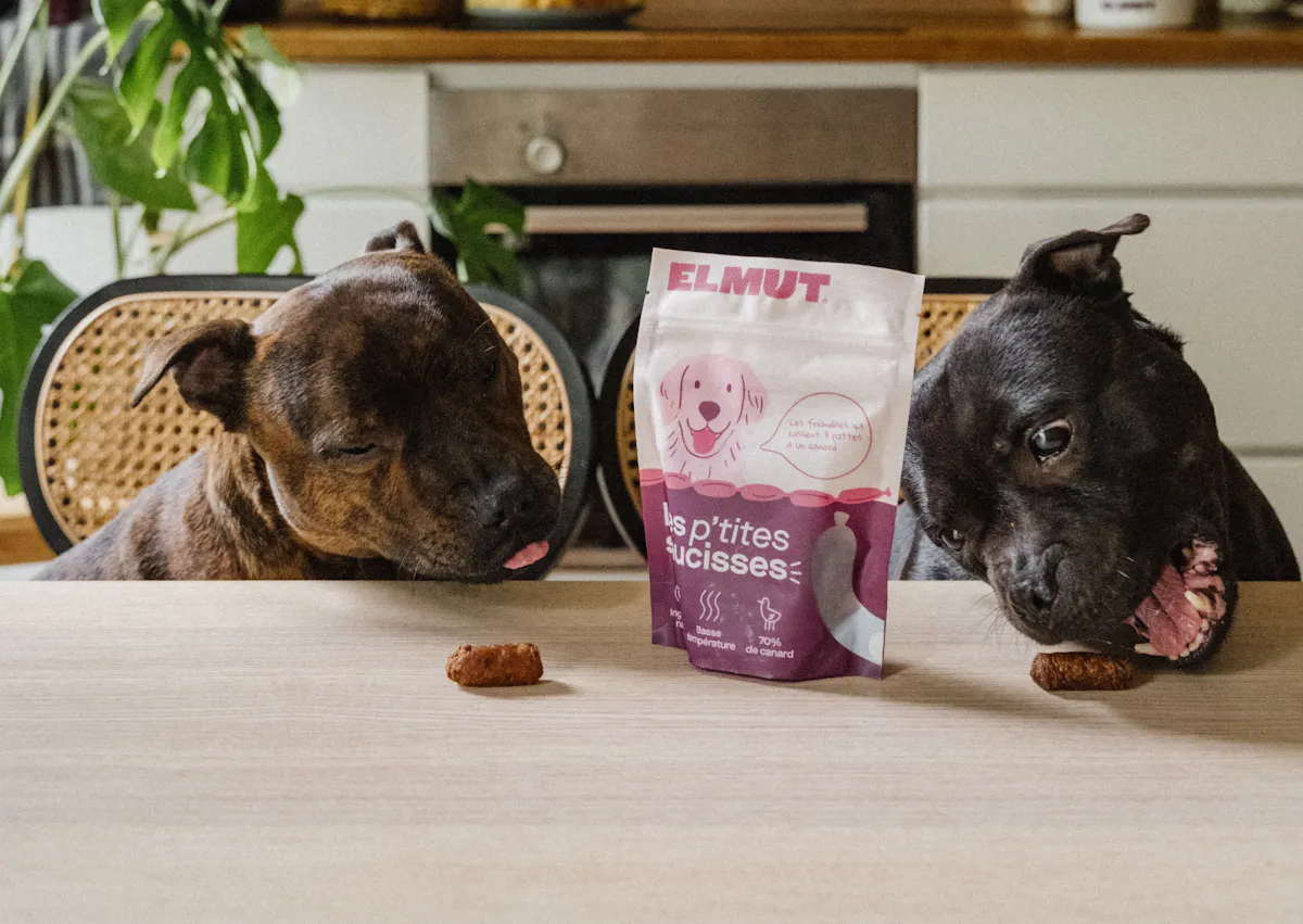 deux chiens mangent sur une table des friandises elmut 