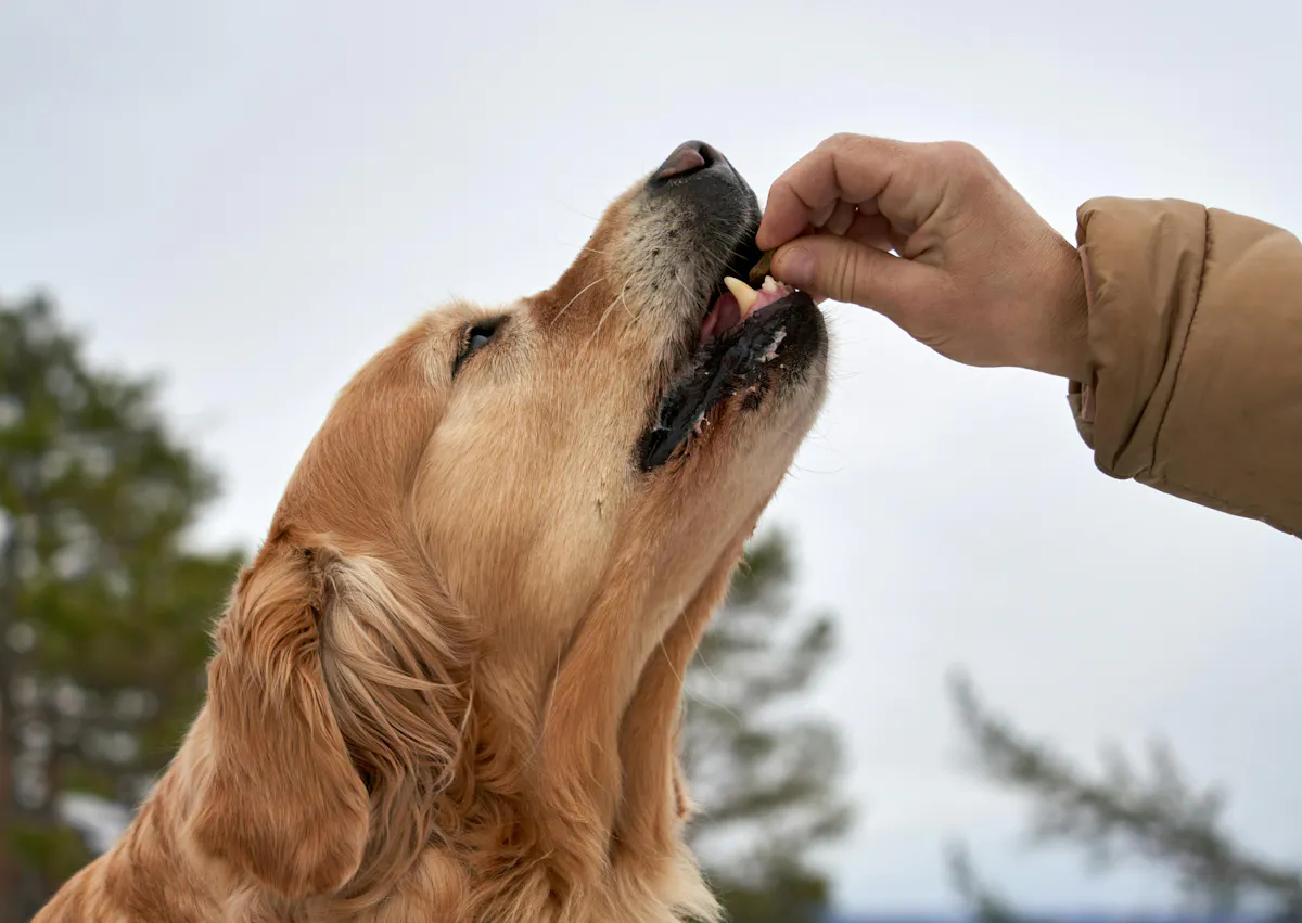 une personne donne une friandise à un chien
