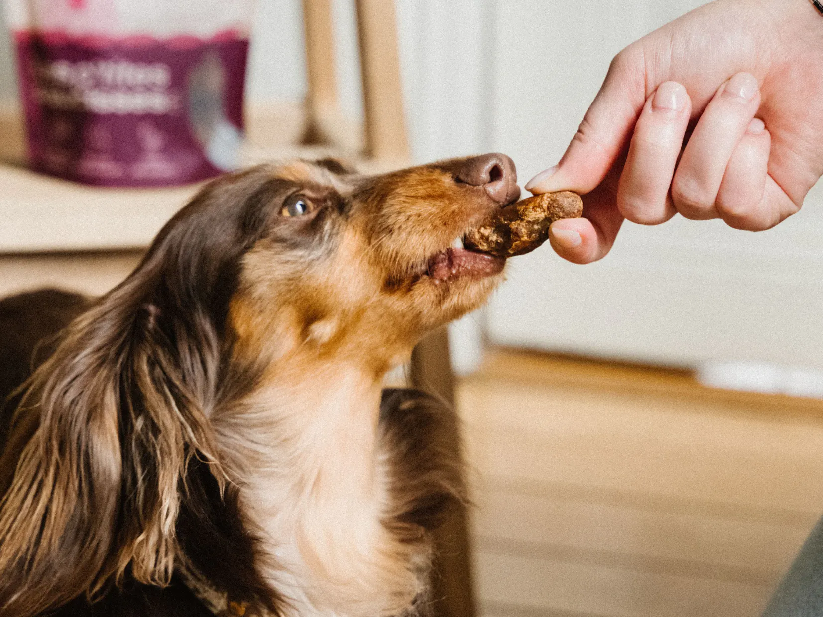 chien qui croque une friandise