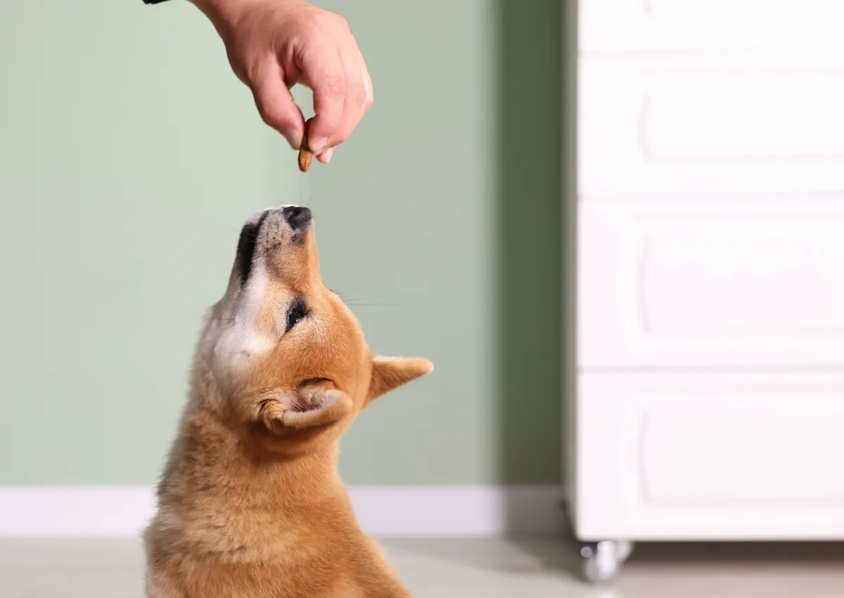 une personne agite une friandise au dessus de la tête d'un chien