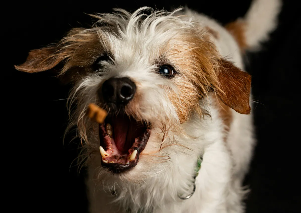 une friandise en plein vol devant un chien