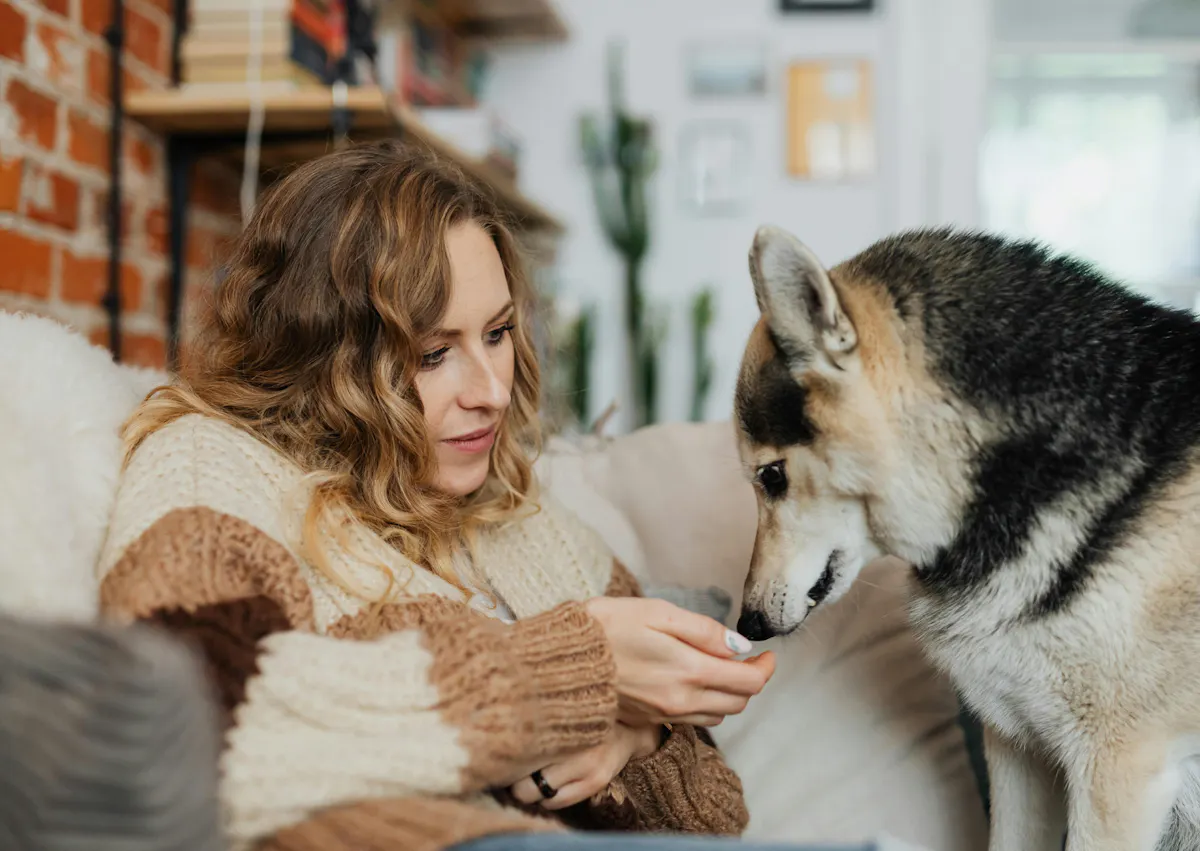 une eprsonne donne une friandise sur son canapé à un chien