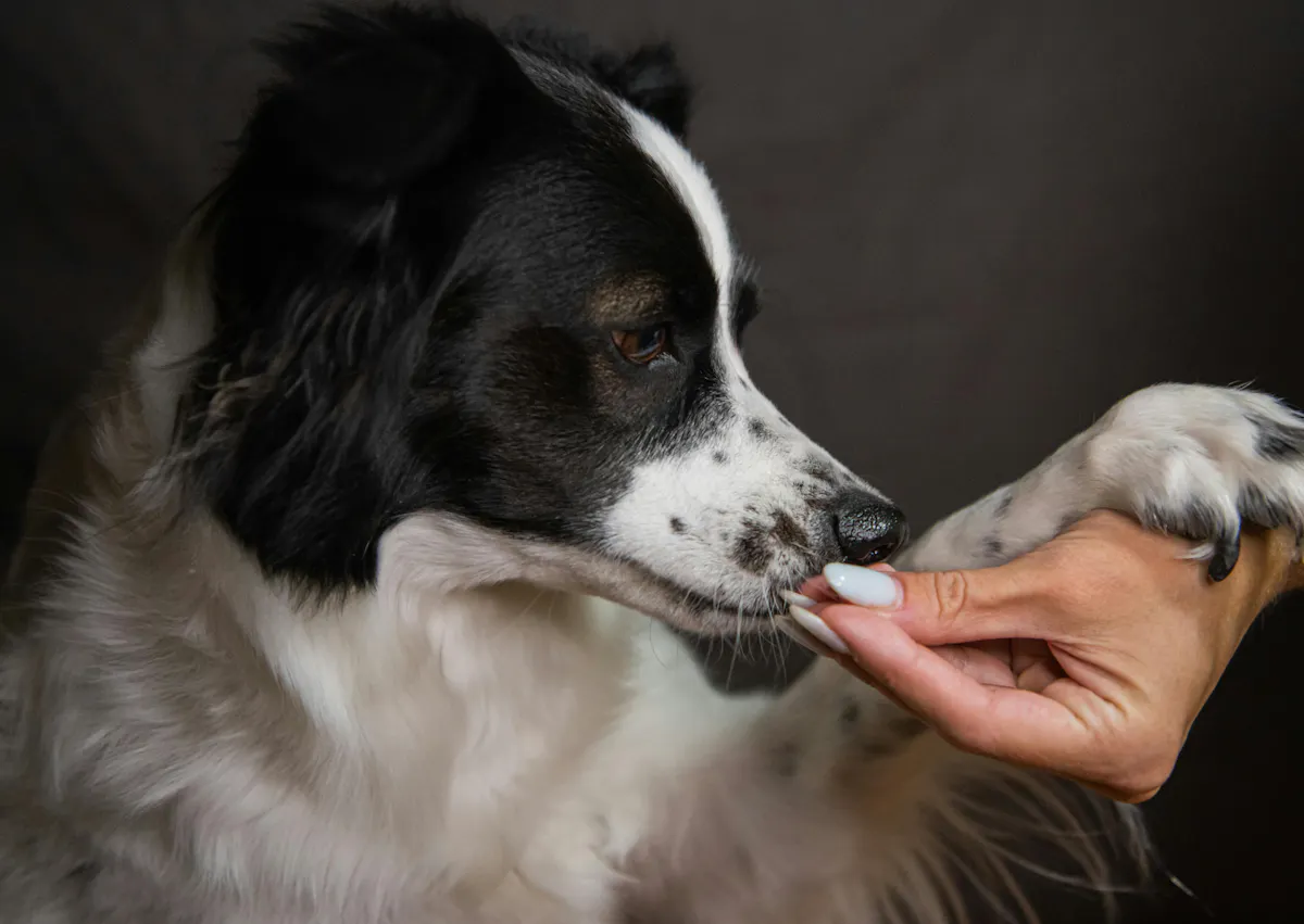un chien met sa patte sur le bras de son maitre pour croquer une friandise