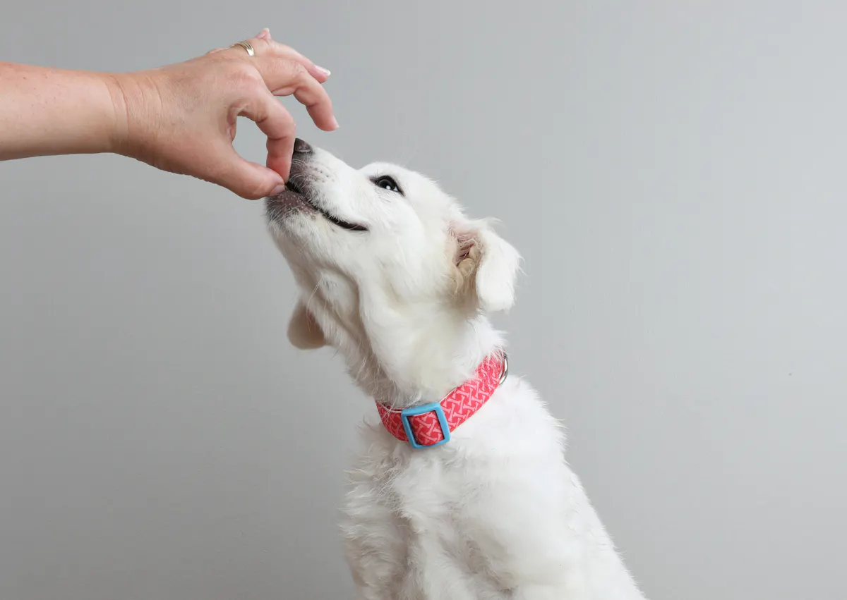 une personne donne une friandise à un chiot