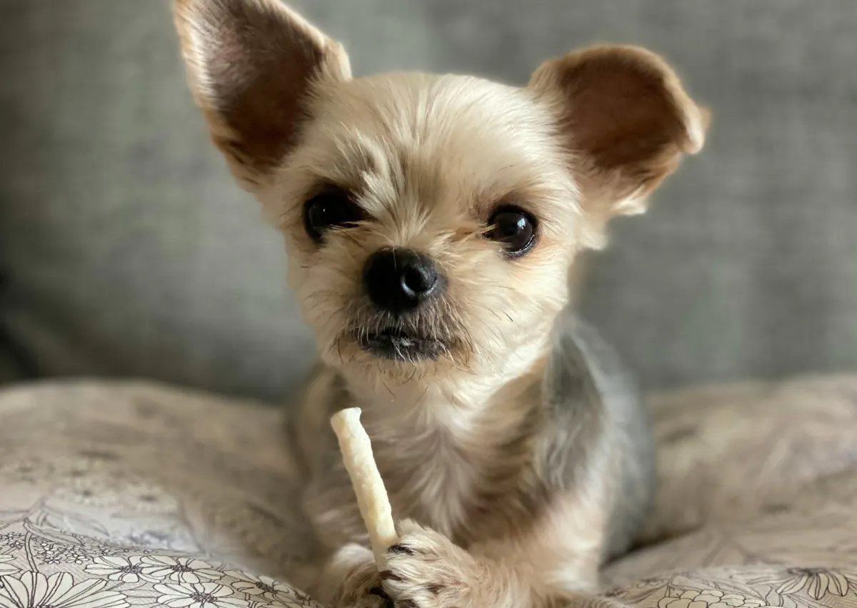 un chien sur un lit tient entre ses patte une friandise 