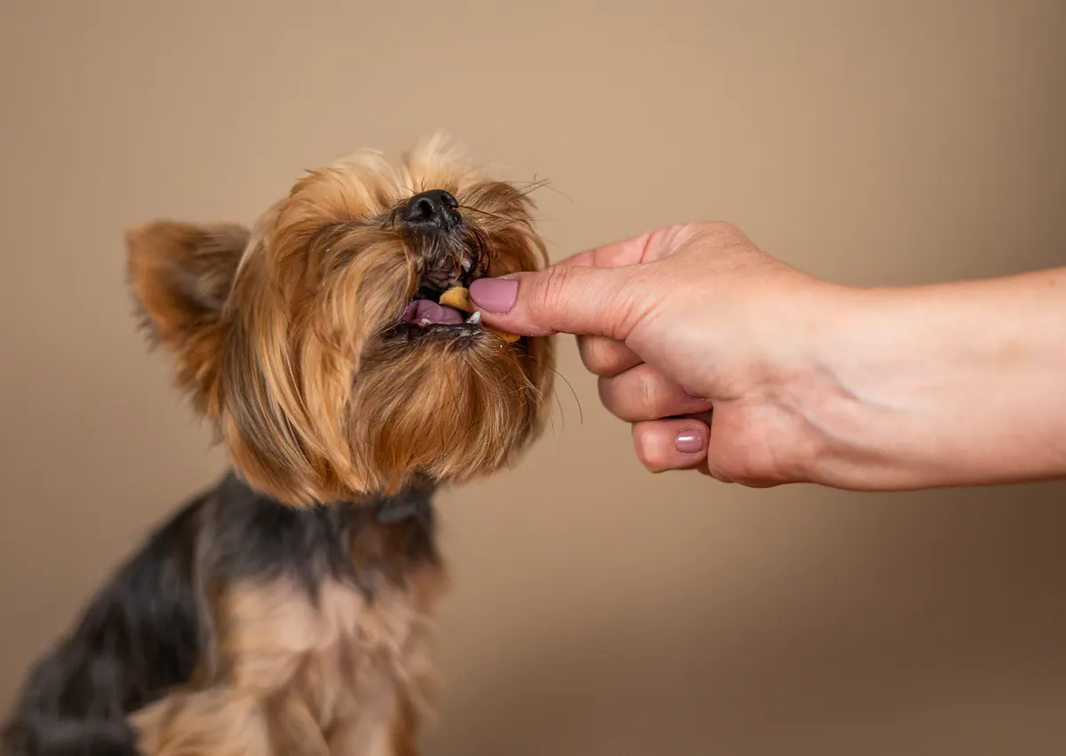 un chien croque une friandises dans la main de son maitre