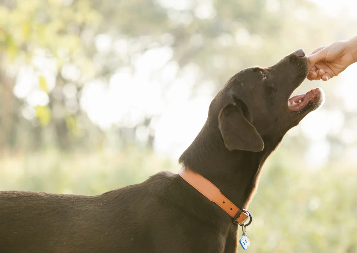 un chien s'apprête à croquer une friandise
