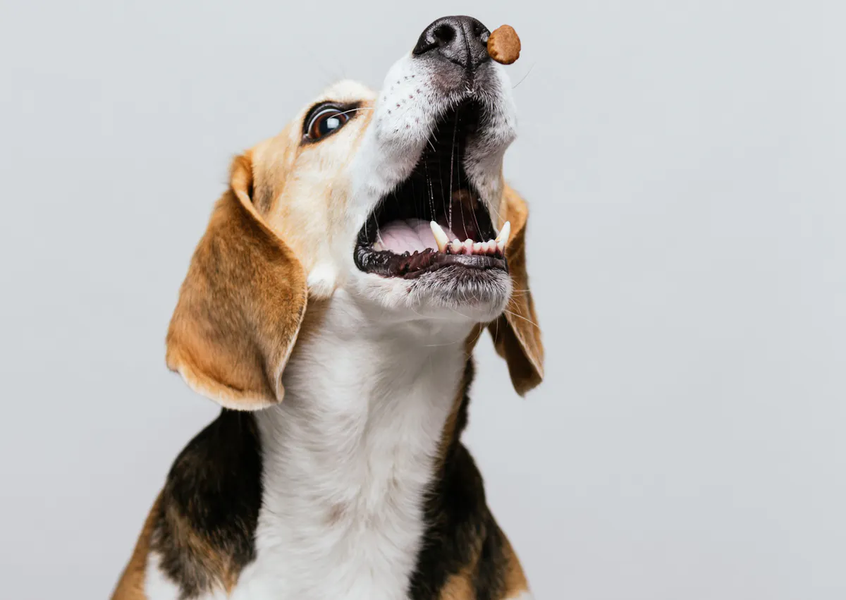 une friandise en plein vol devant un beagle